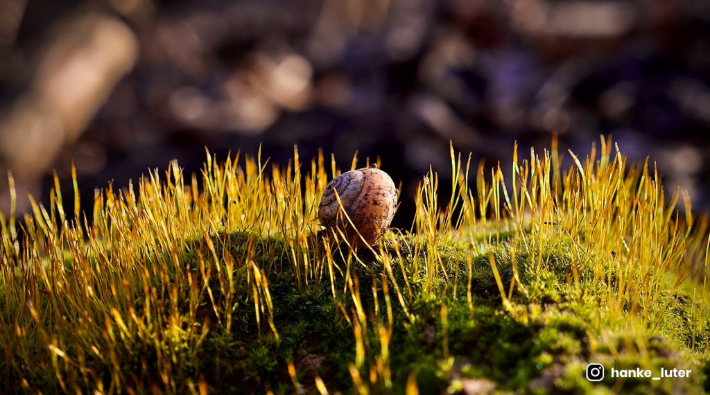 Offer button in corner