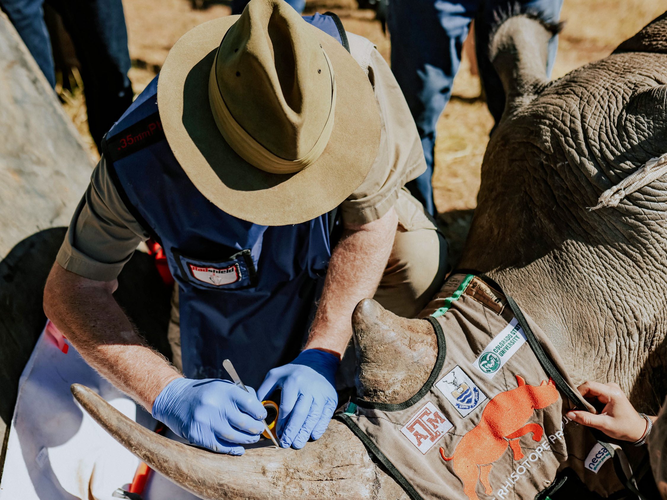 Researcher marks the horn of a subdued rhino on the ground